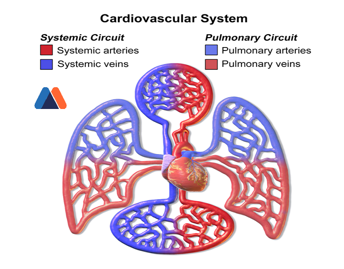 Cardiovascular Information System