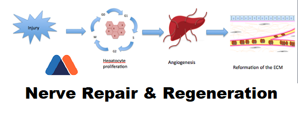Nerve Repair And Regeneration